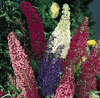 Butterfly Bush Seeds