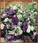 Matador Lisianthus