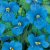 Commelina Seeds
