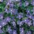 Anchusa Seeds