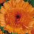 Calendula Seeds