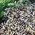 Alternanthera Seeds