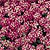 Alyssum Seeds