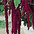 Amaranthus Seeds