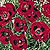 Assorted Poppy Seeds