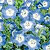 Baby Blue Eyes Seeds