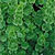 Bells of Ireland Seeds