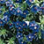 Blue Pimpernel Seeds