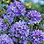 Blue Thimble Flower Seeds
