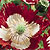 Breadseed Poppy Seeds