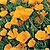 California Poppy Seeds