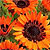 Cape Daisy Seeds