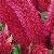 Celosia Seeds