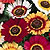Chrysanthemum Seeds