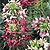 Cleome Seeds