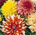 Dahlia Seeds