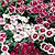 Dianthus Seeds