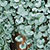 Dichondra Seeds
