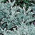 Dusty Miller Seeds