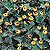 Eyeball Plant Seeds
