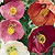 Flowering Maple Seeds