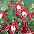 Fuchsia Seeds