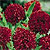 Gaillardia Seeds