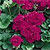 Geranium Seeds
