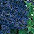 Heliotrope Seeds