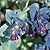 Honeywort Seeds