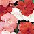 Impatiens Seeds