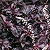 Iresine Seeds