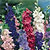 Larkspur Seeds