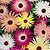 Livingstone Daisy Seeds