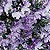 Lobelia Seeds