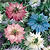 Love in a Mist Seeds