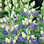 Lupine Seeds
