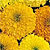 Marigold Seeds
