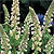 Mignonette Seeds