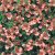 Diascia Seeds
