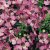 Angelonia Seeds
