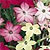 Nicotiana Seeds