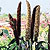 Ornamental Millet Seeds
