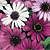 Osteospermum Seeds