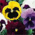 Pansy Seeds