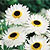 Paper Daisy Seeds