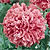 Peony Poppy Seeds