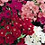 Phlox Seeds