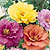 Portulaca Seeds