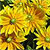 Rudbeckia Seeds